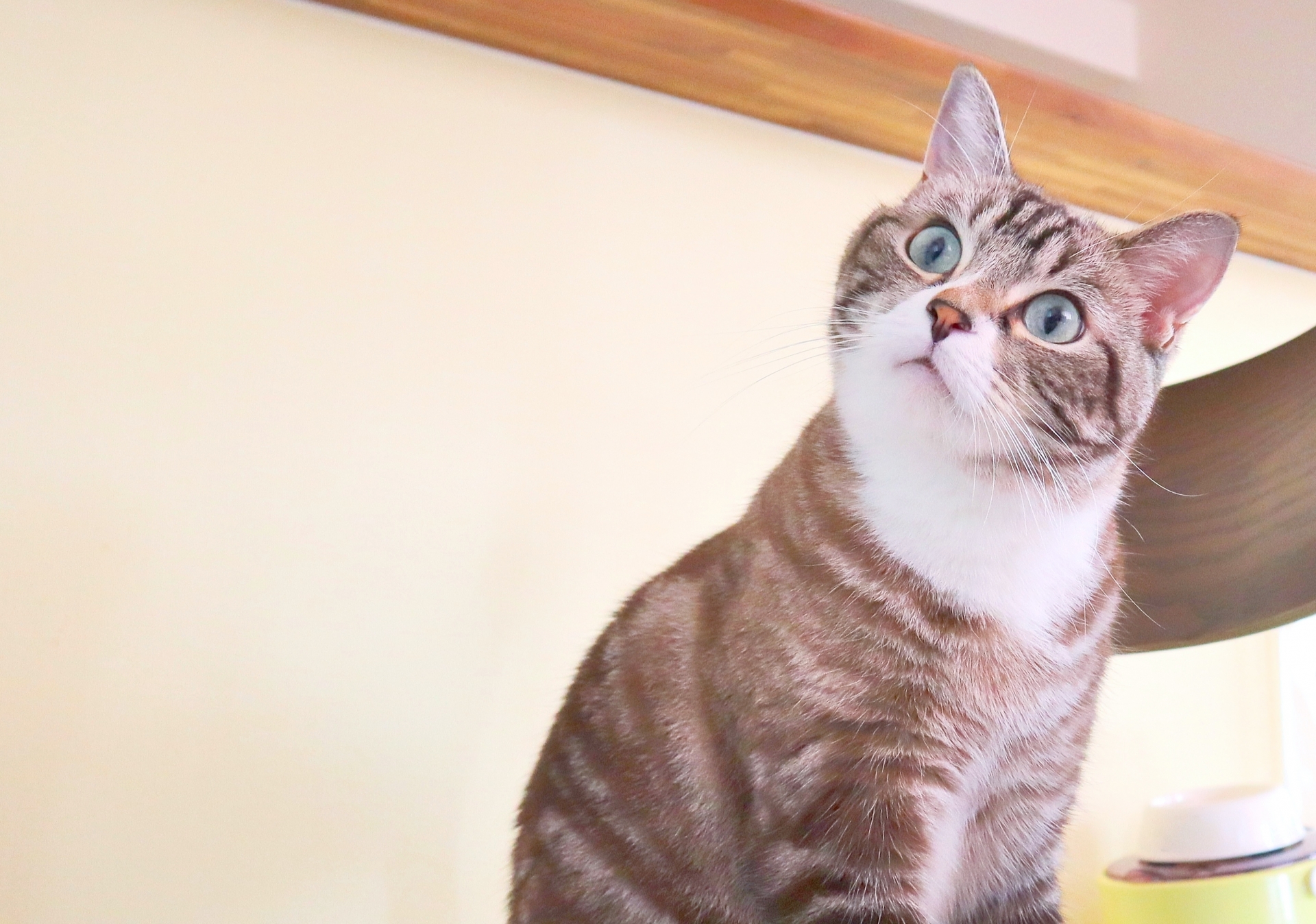 不思議そうに首をかしげる猫